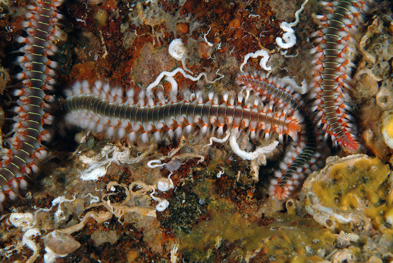 Hermodice carunculata